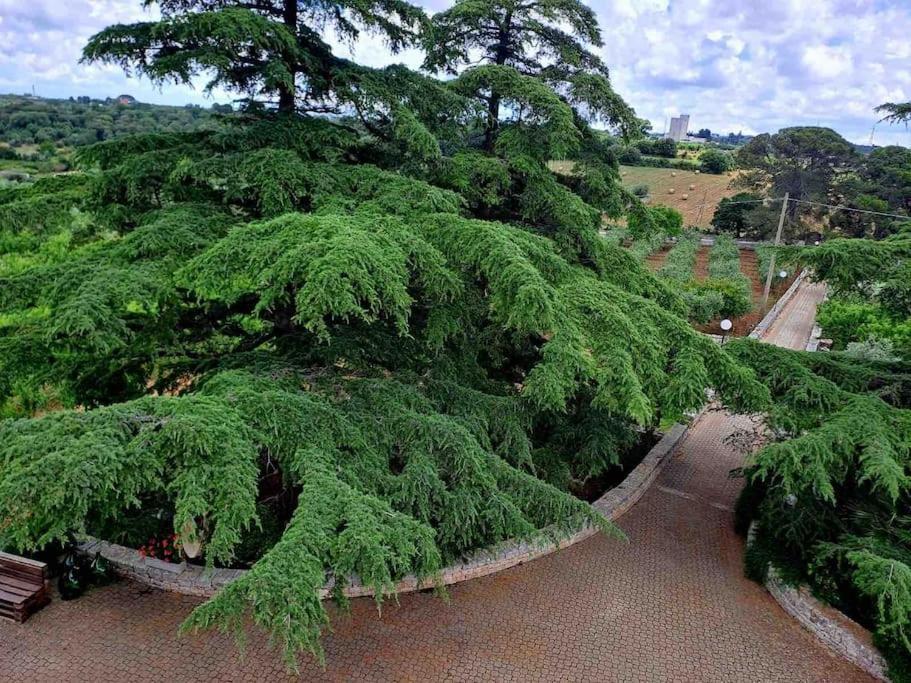 Casina Foggia Dell'Albero Apartment ปูติญญาโน ภายนอก รูปภาพ